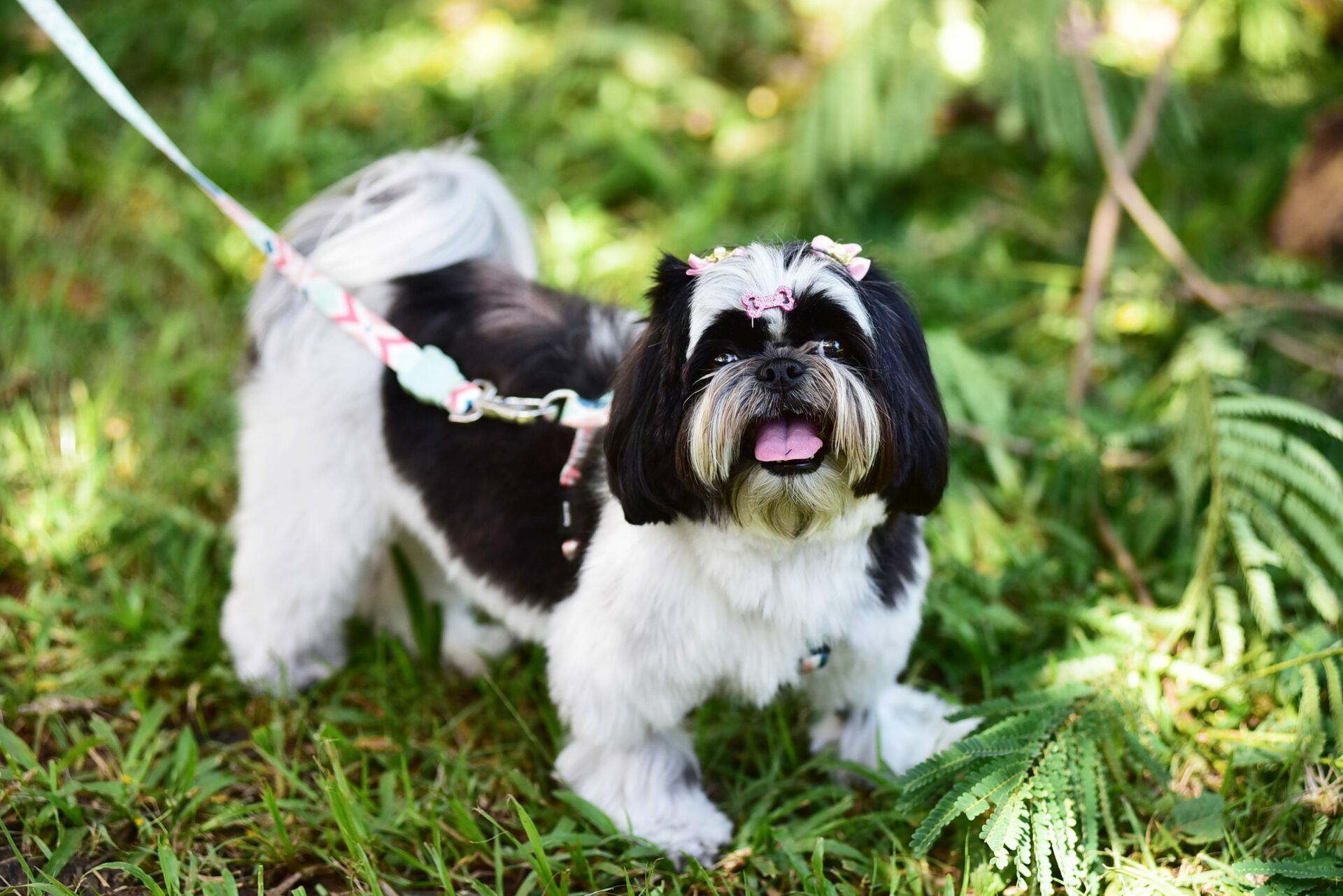 Foto Ensaio de casal com pet na fazenda centenária para Ana Flávia e Lenon - Imagem 12